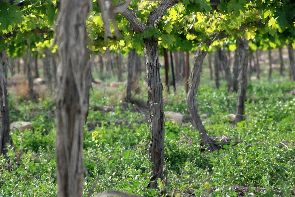 Carmey Avdat Farm Midreshet Ben Gurion Екстер'єр фото