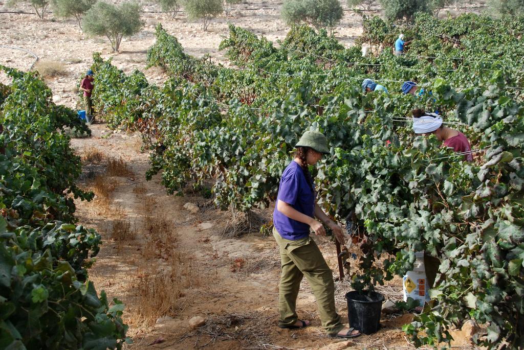 Carmey Avdat Farm Midreshet Ben Gurion Екстер'єр фото
